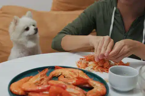 A view of a person shredding shrimps for a white puppy