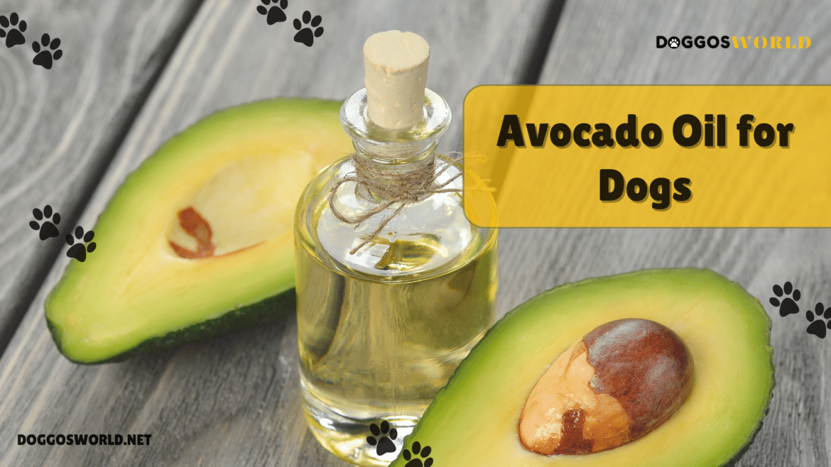 A view of avocado oil in a bottloe alongside avocados