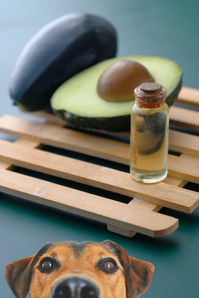 A view of avocado oil with avocado and a dog peeking