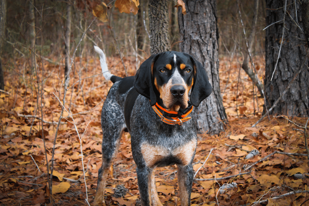 A view of bluetick dog standing in a forest