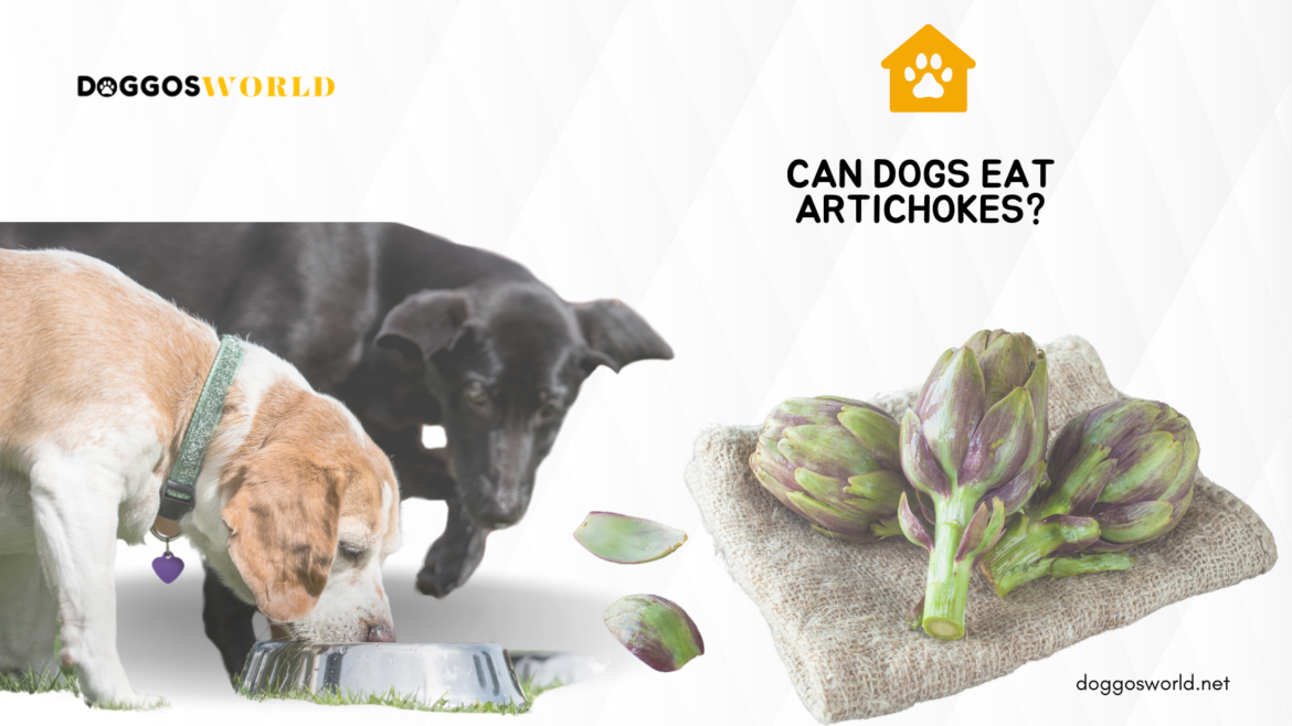 A view of dogs eating with artichokes on the side ( )