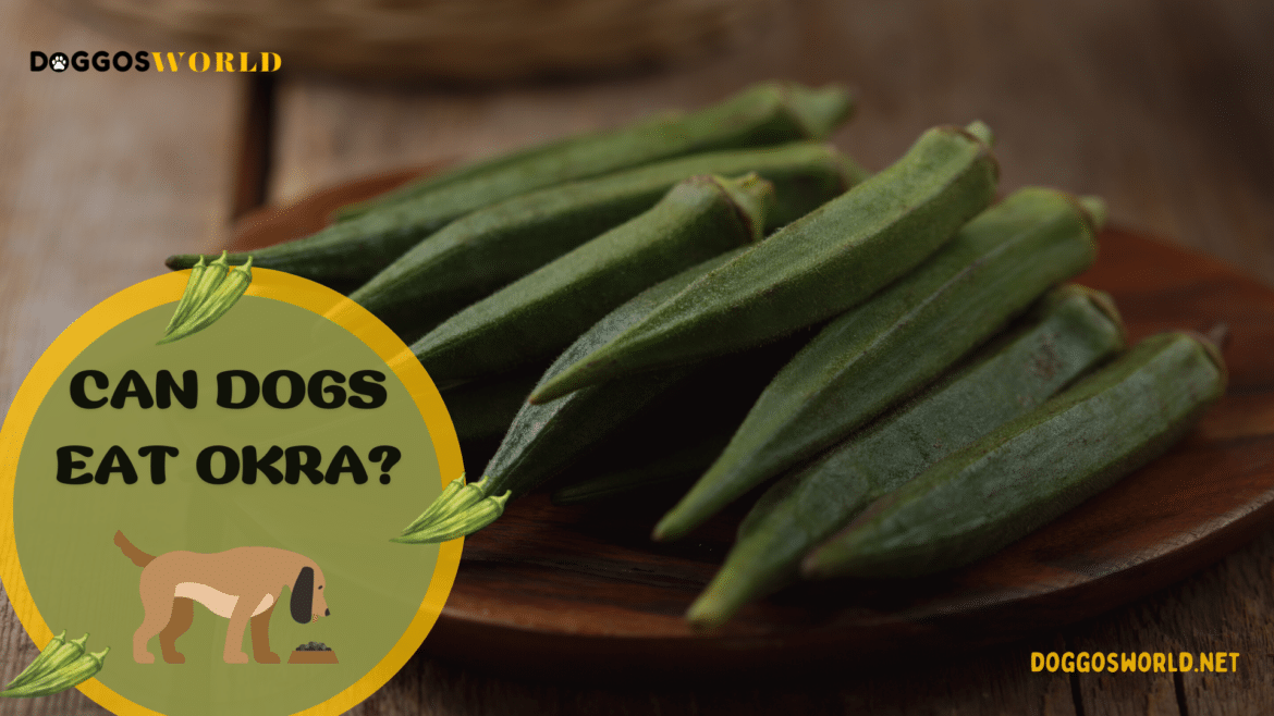 A view of okra placed