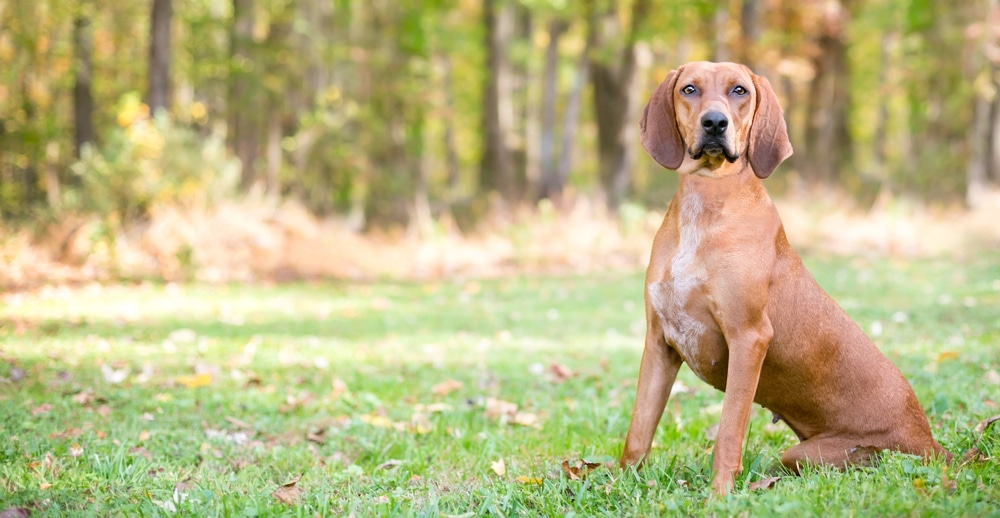 A view of redhound coon dog sitting in grass