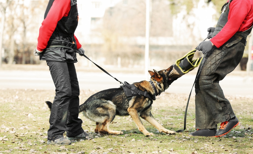 A view of two expert men trying to tame an aggressive dog