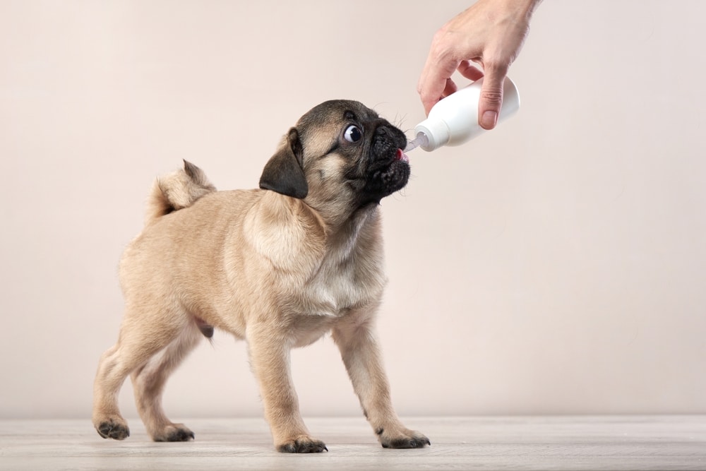 A view of a brown pug being fed milk form a bottle