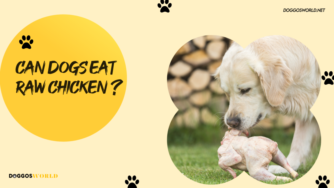 A view of a dog with raw chicken in its mouth