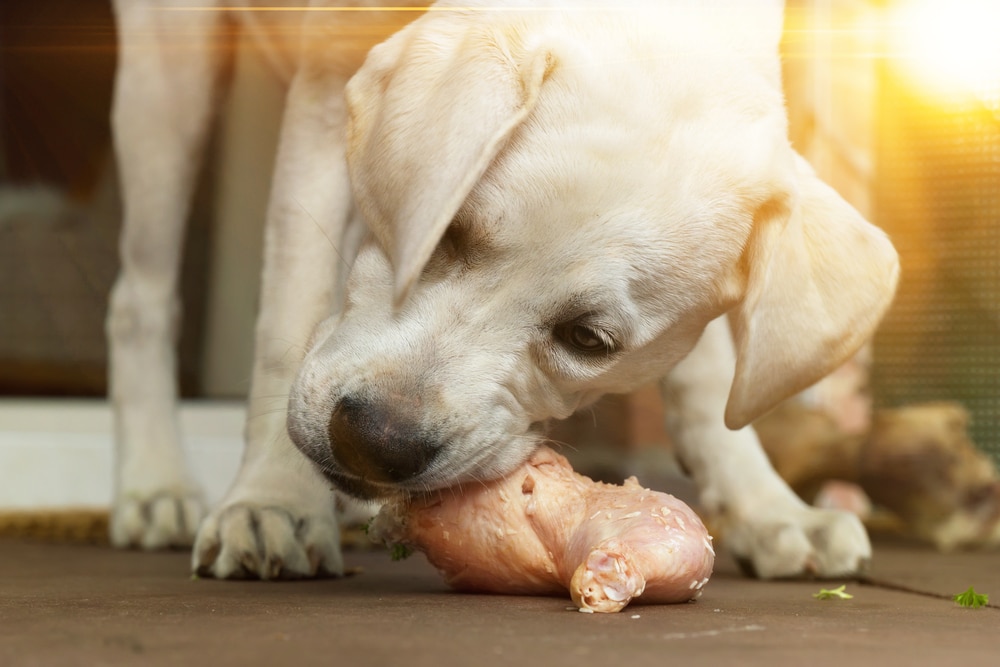 A view of a dog with raw chicken in its mouth