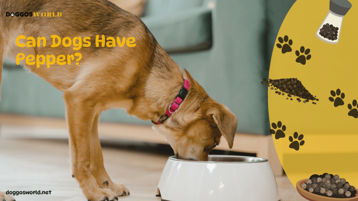 A view of a dogs eating its food