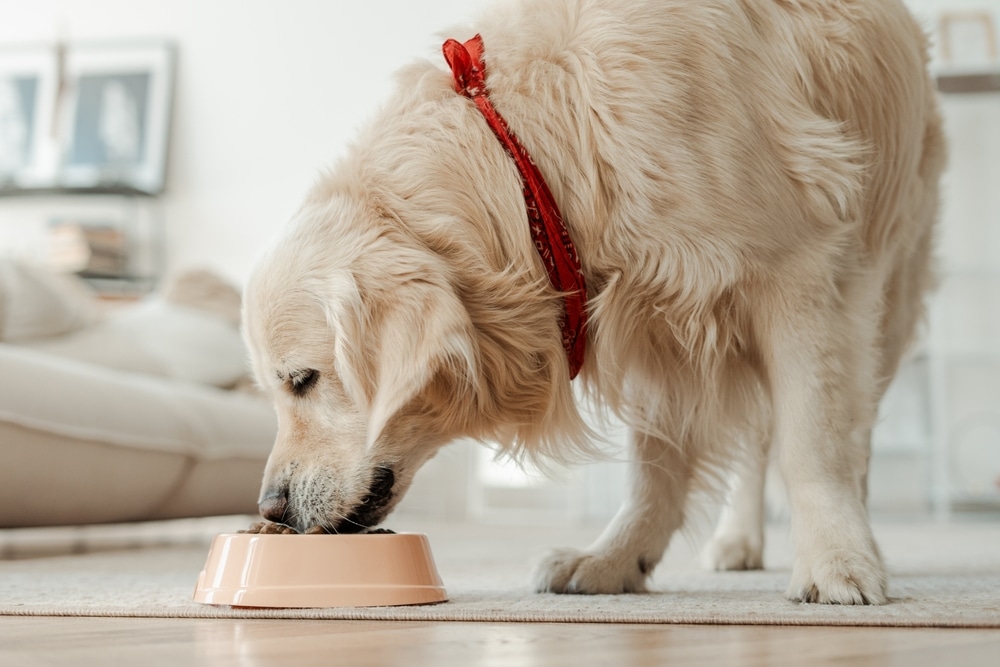 A view of a golden retriever having food