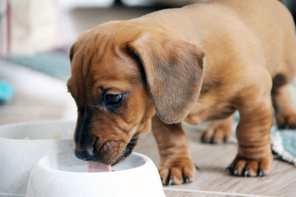 A view of a puppy drinking milk