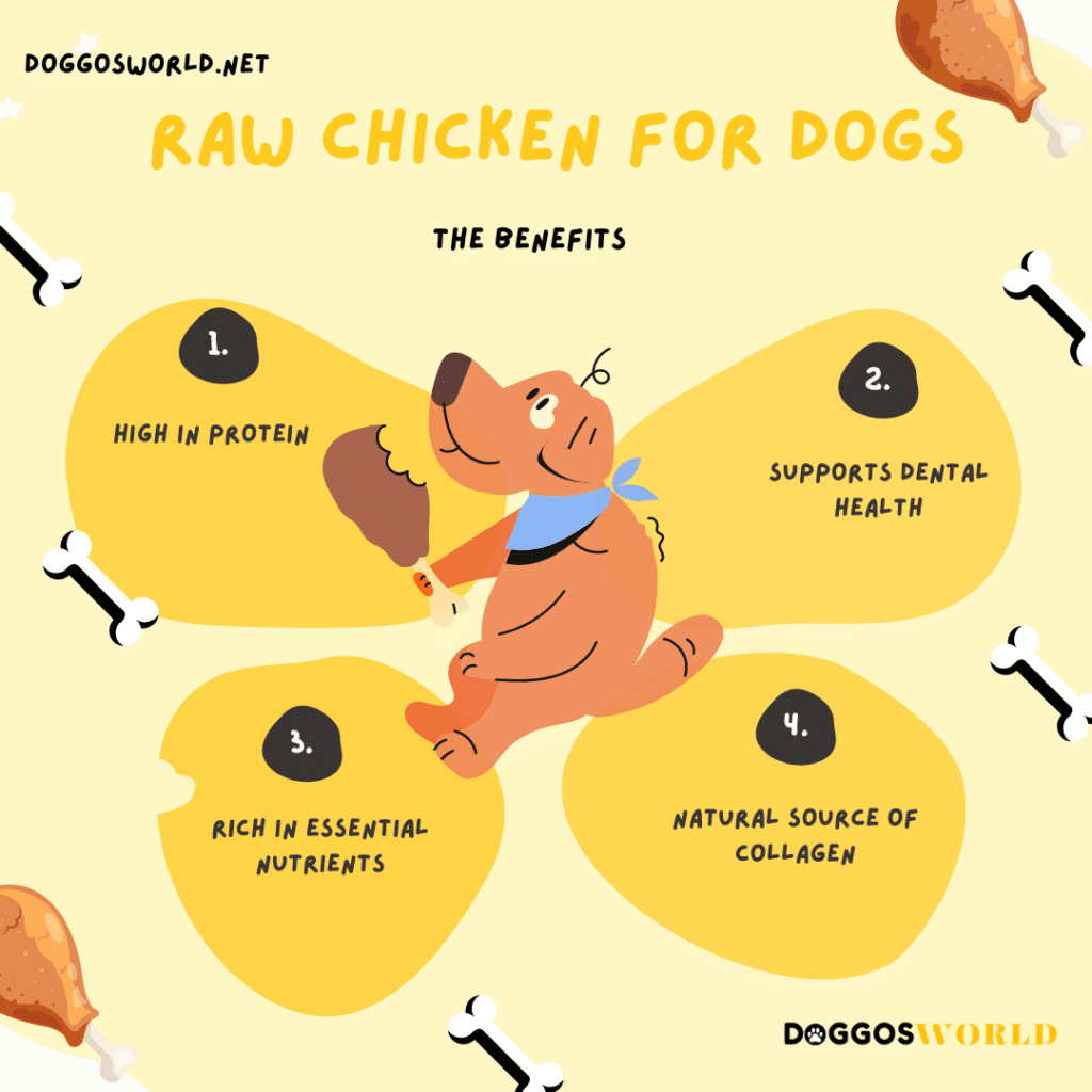 A view of a the benefits of feeding your dog raw chicken ( )