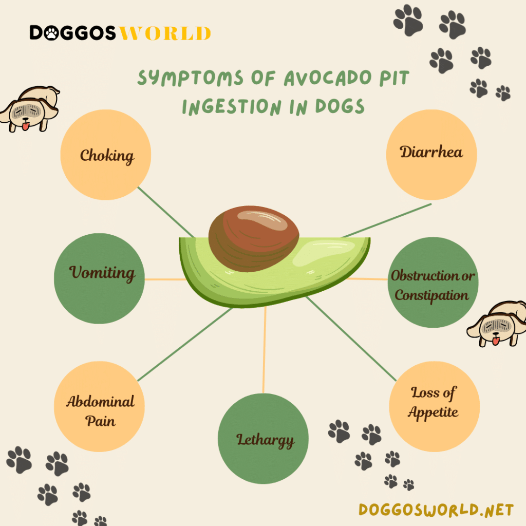 A graphical representation of a the symptoms of avocado pit indigestion in dogs