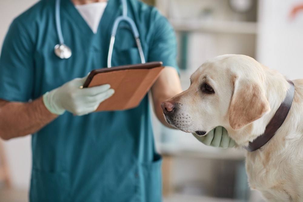 A view of a dog being checked by a vet