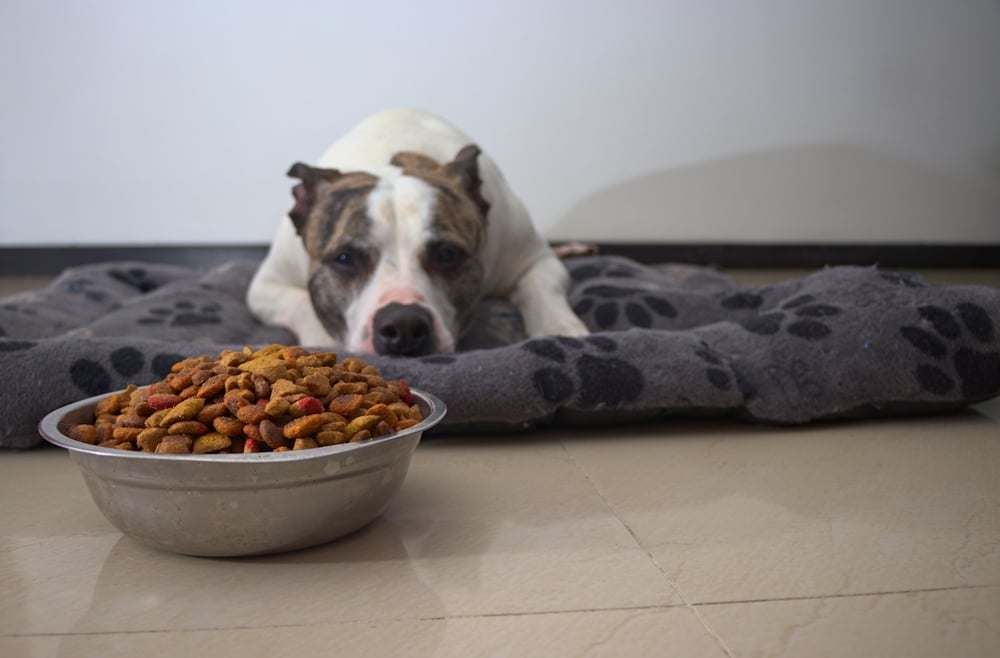 A view of a dog lying with food in front of it