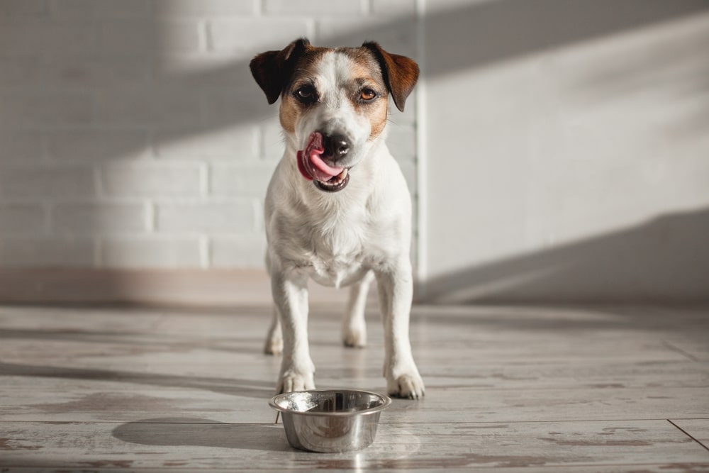 A view of a dog with its tongue out in front of a bowl