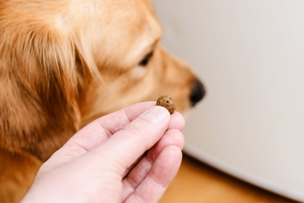 A view of a person holding dog food with a dog in the background