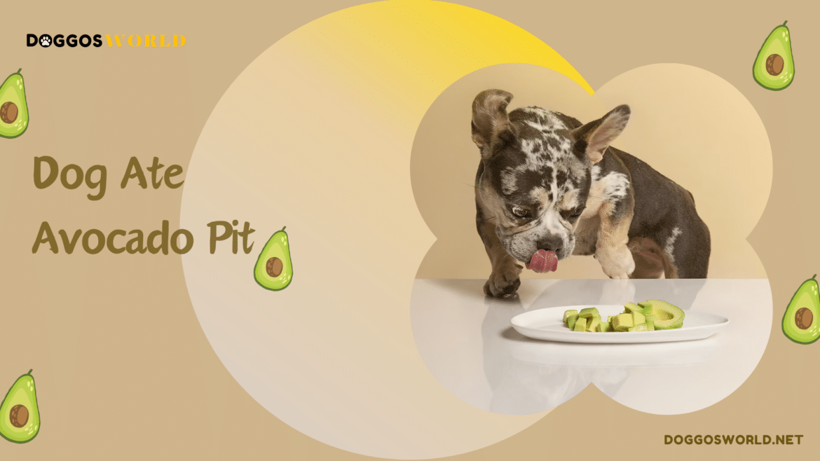 Dog ate avocado pit Dog ate avocado pit