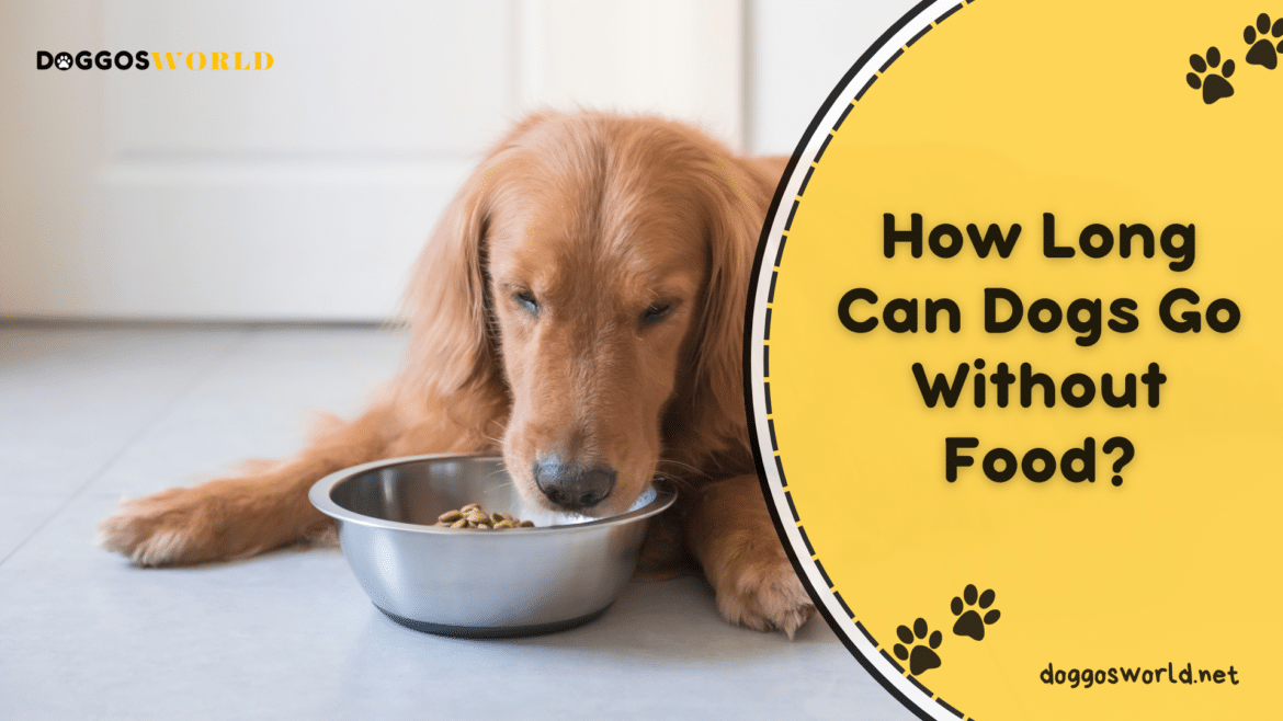 How Long Can Dogs Go Without Food