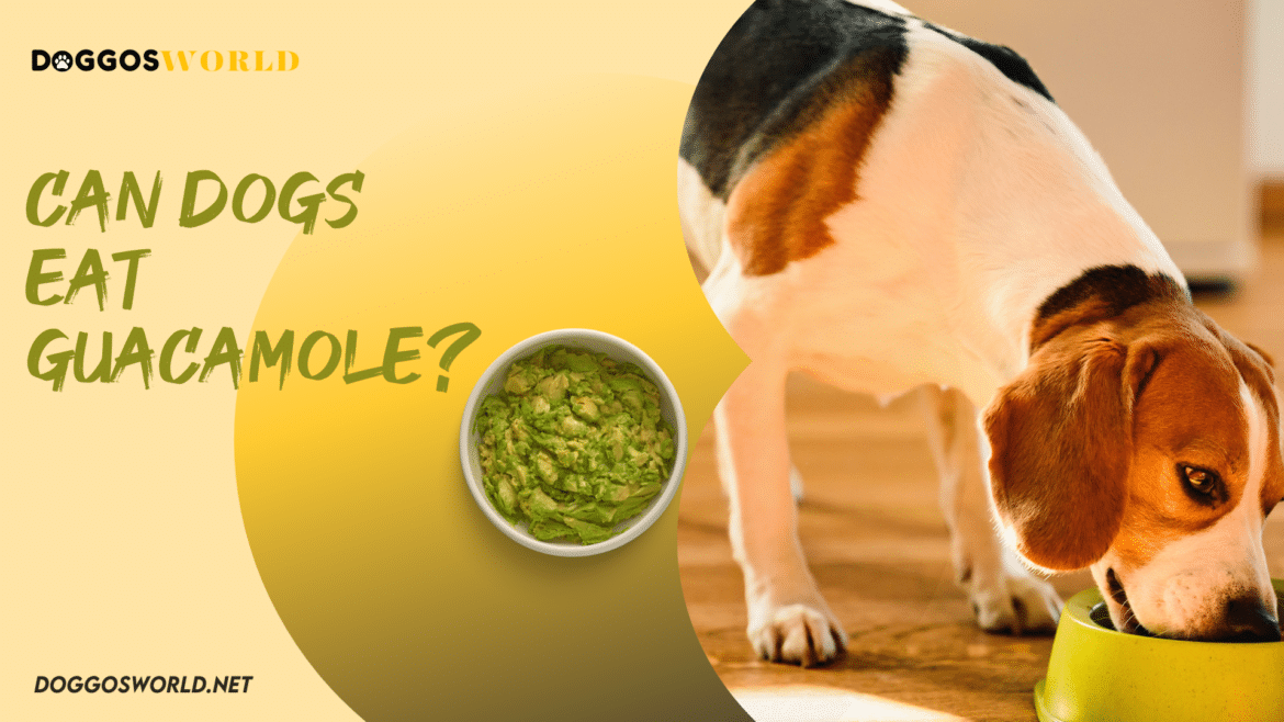 can dogs eat guacamole