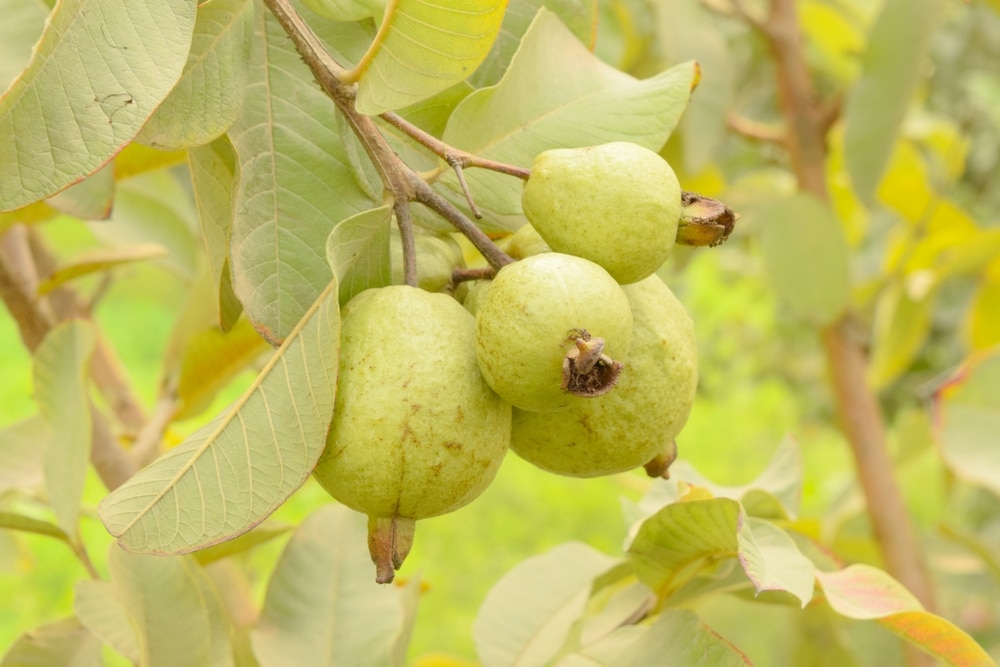 A view guavas on a tree