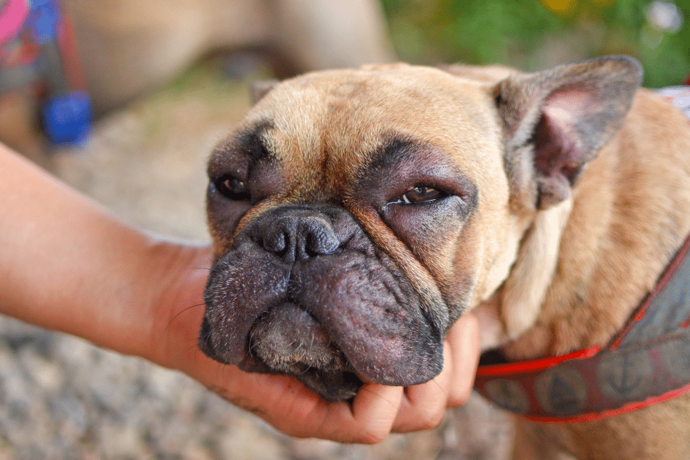 A view of a person holding a sick dog's face