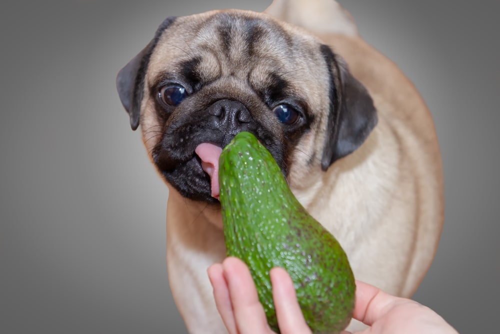 A view of a pug licking on an avocado skin