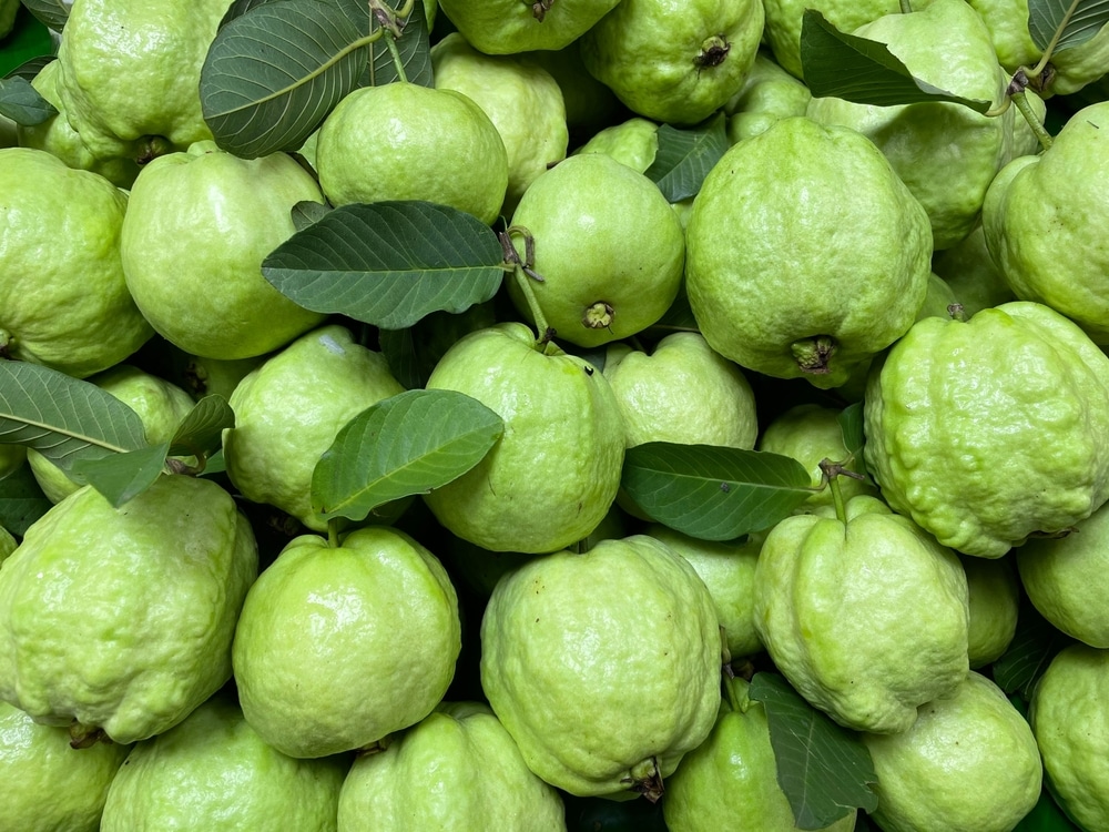 A view of several guavas