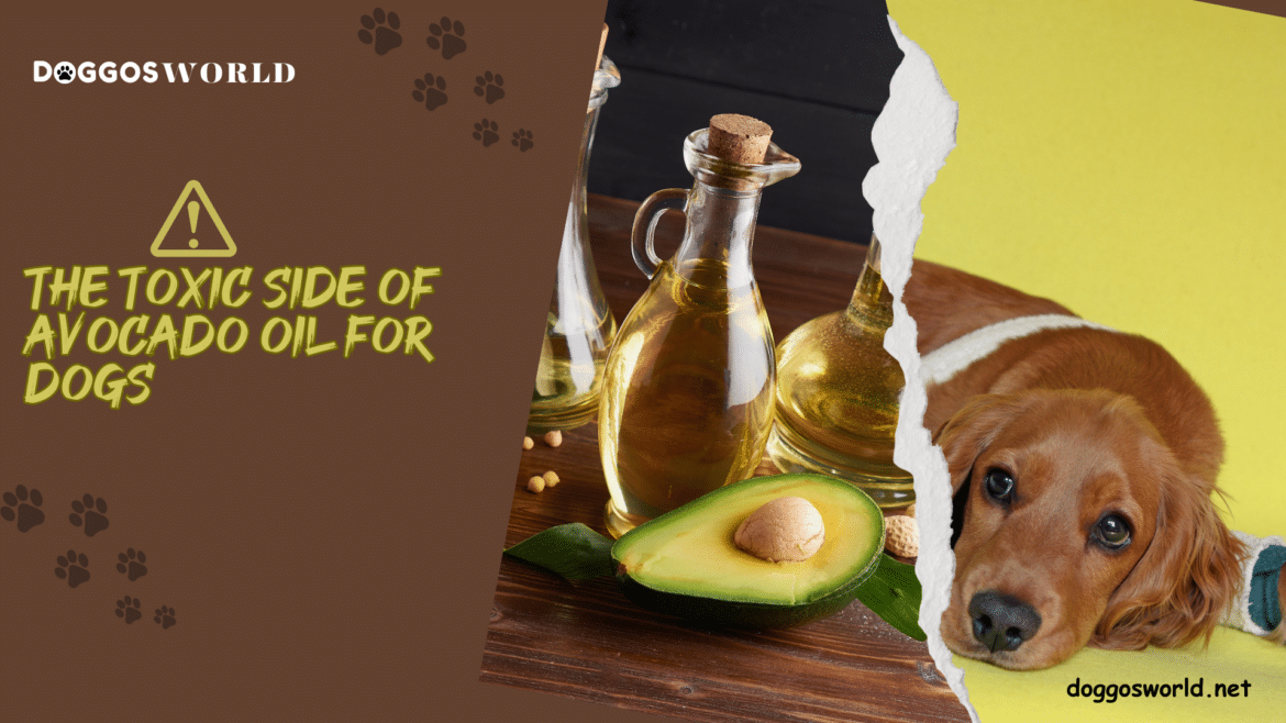 The Toxic Side of Avocado Oil for Dogs ( )