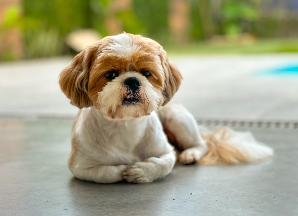 A Shih Tzu With White And Caramel Fur Neatly Groomed sitting on the floor