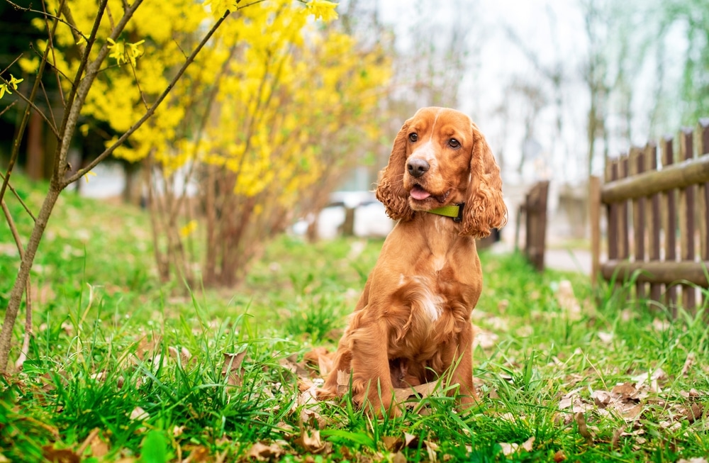 A Red Dog Of The English Cocker Spaniel Breed Is