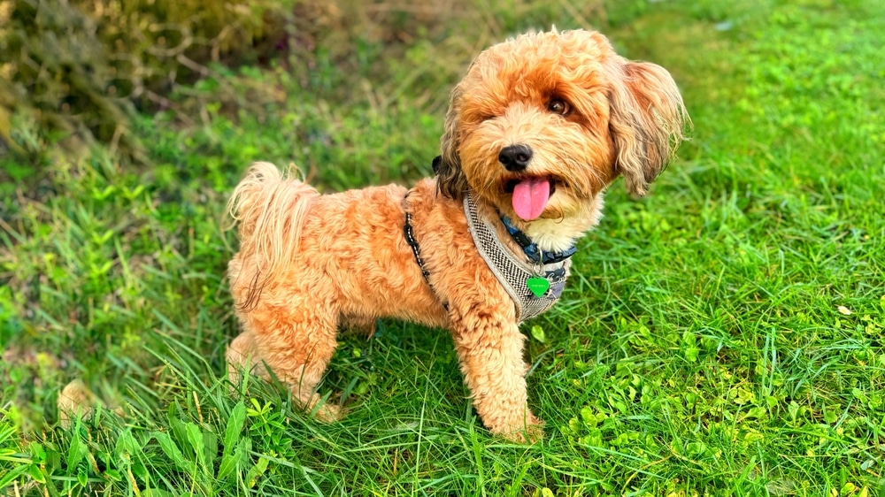 A Small Red Dog Of The Havanese Breed Walks In