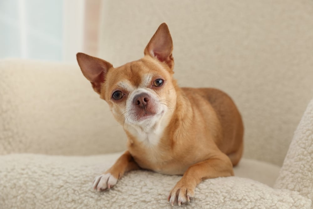 Chihuahua Dog On Soft Armchair Cute Animal