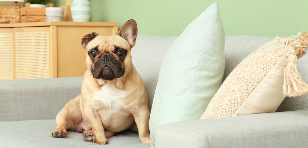 Cute French Bulldog On Sofa In Living Room