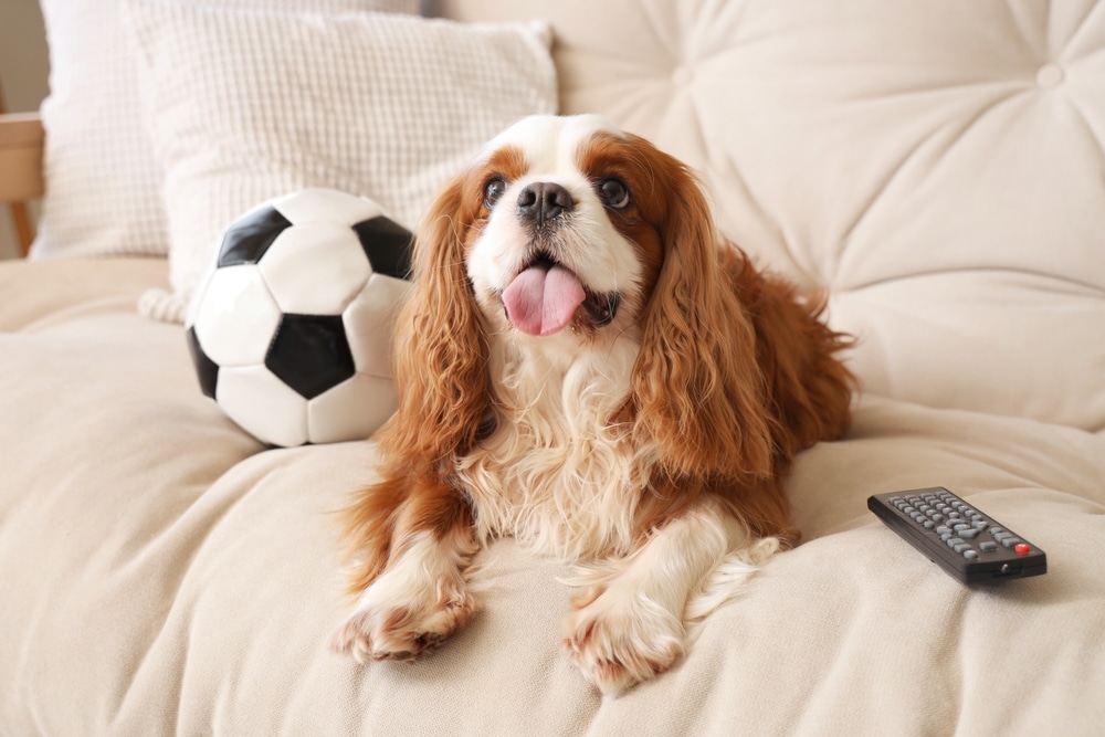 Cute Cavalier King Charles Spaniel With Soccer Ball And Tv