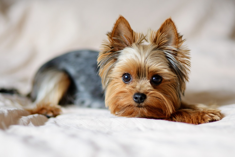 Cute dog photography yorkshire terrier photo