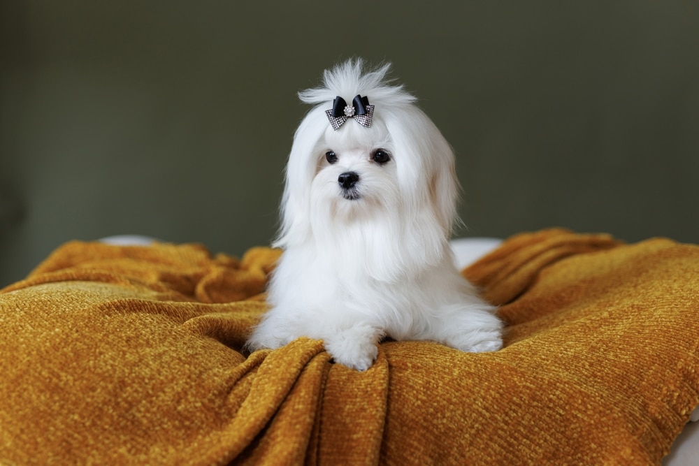 Cute Small White Puppies Of The Maltez Breed Plays Rests