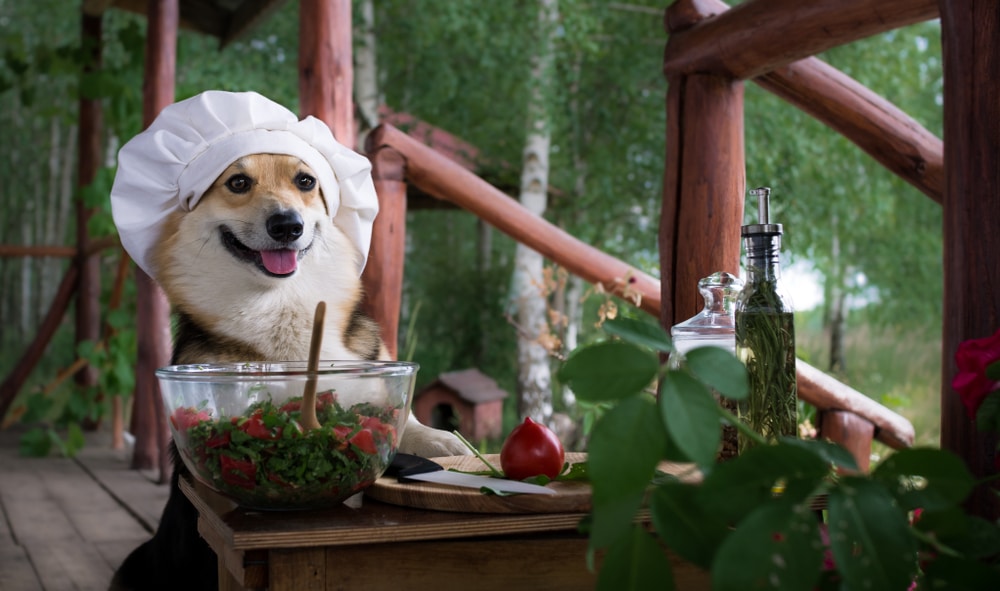 Dog Welsh Corgi Pembroke Is An Admirer Of Italian Food