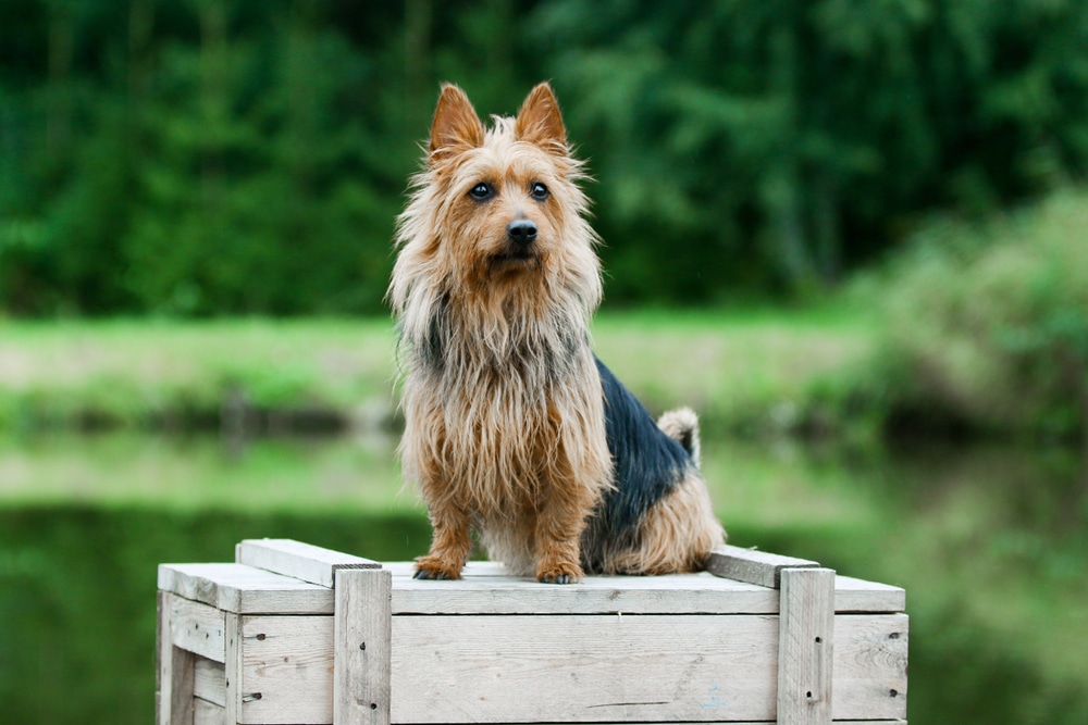 Pedigreed australian terrier dog sitting outside on wooden box