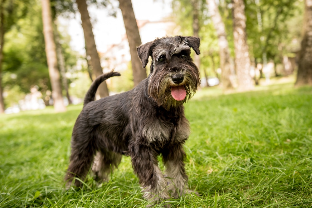 Portrait of cute miniature schnauzer at the park