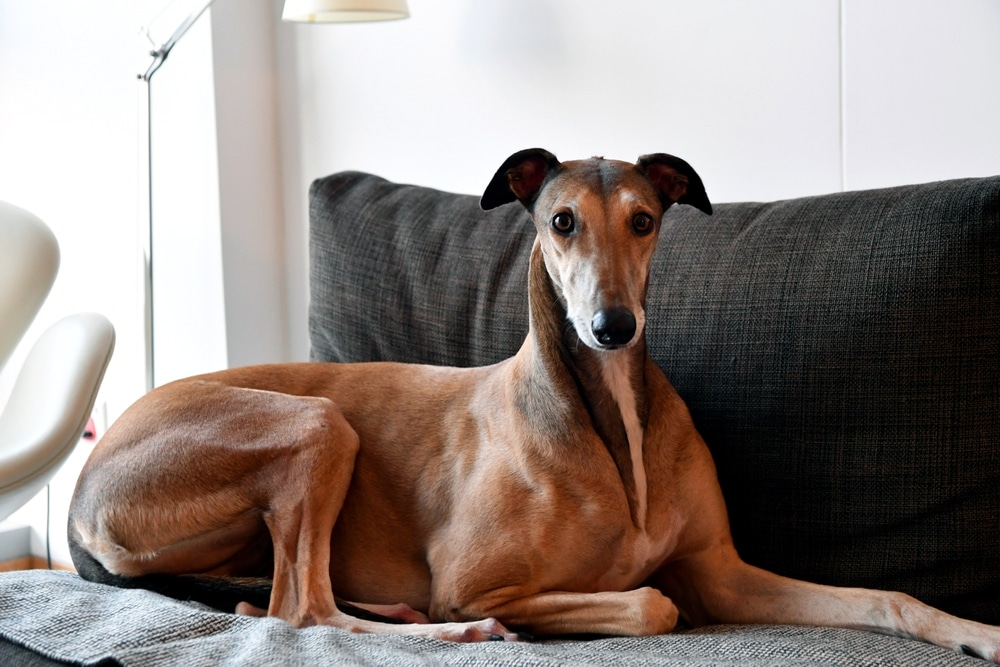 The English Greyhound sitting on a sofa