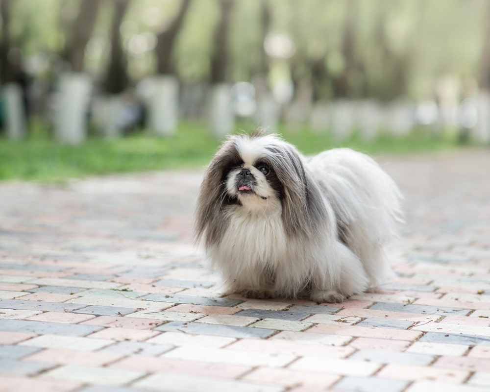 White Pekingese With A Black Muzzle And Gray Ears Stands