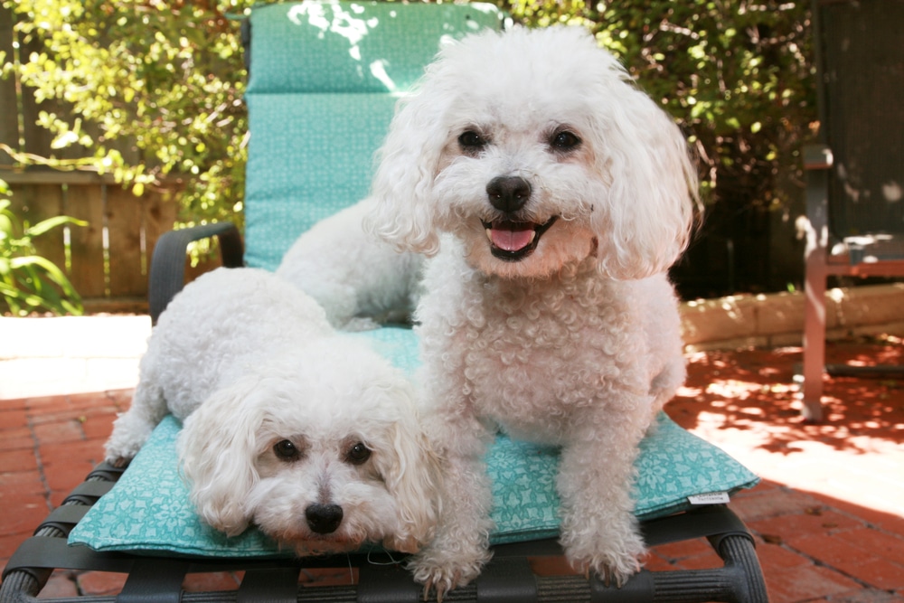 Beautiful Pure Breed Bichon Frise Dogs Smile As They Pose