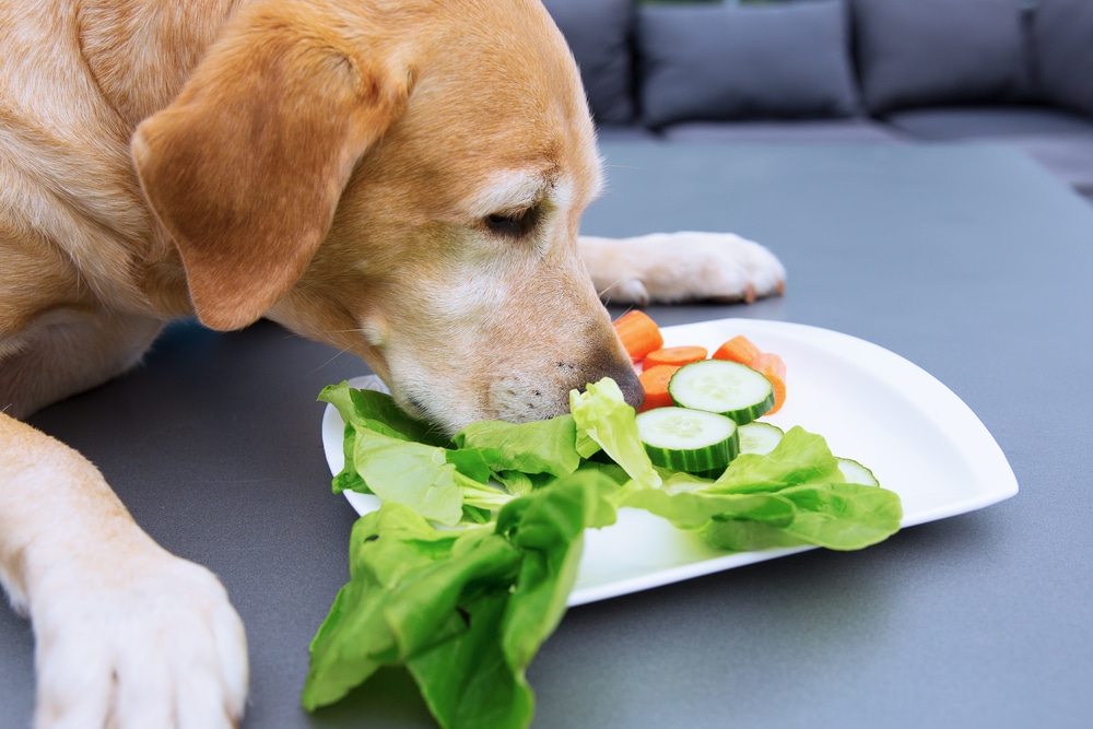 Picture Of A Labrador Retriever Who Eats Vegetables From A plate