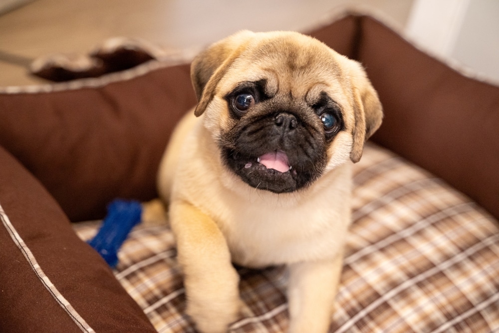 Very Cute Sleeping Pug Dog Puppy